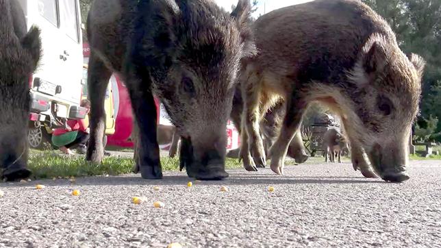 Wildschweine fressen Maiskörner