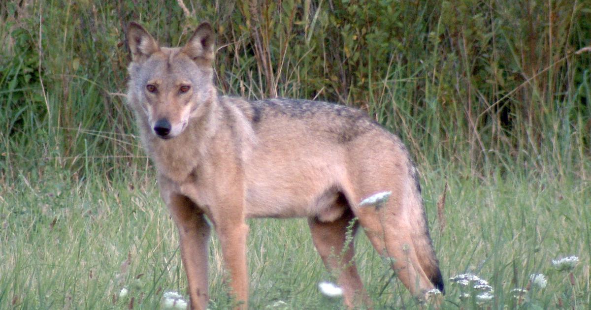 Kurti Wolf Kurti Wolf