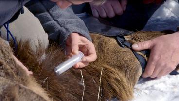 Bild: WDR Einem Hirsch wird eine Blutprobe entnommen