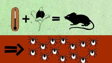 Grafik mit Zecken und Mäusen