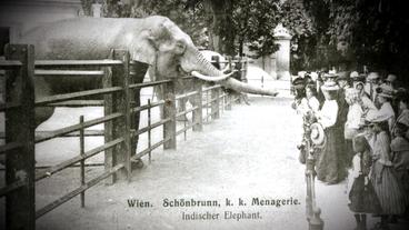 Schwarz-Weiß-Aufnahme von Elefanten