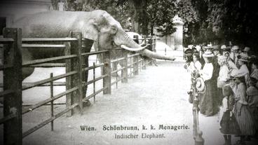 Bild: Public Domain Schwarz-Weiß-Aufnahme von Elefanten