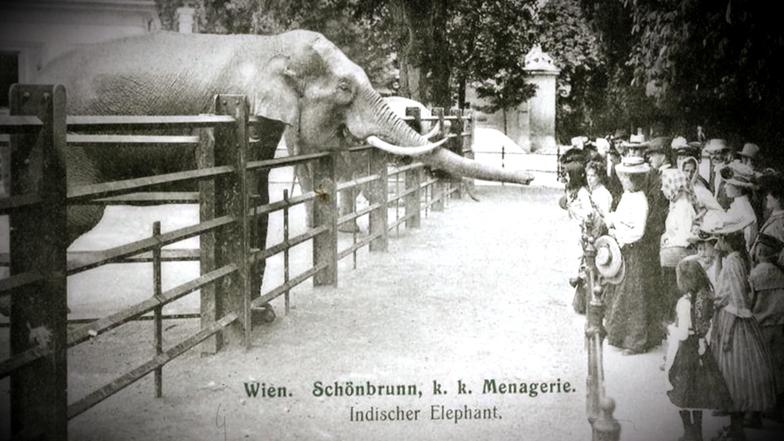 Der Weg Zum Tiergerechten Zoo W Wie Wissen Ard Das Erste