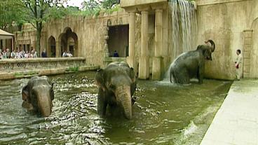Elefanten in einem Zoo in einem Wasserbassin