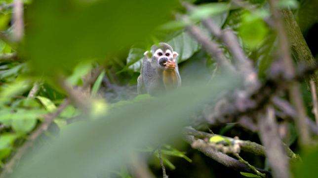 Ein Affe sitzt in einem Baum.