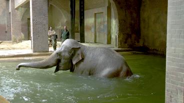 Elefant im Wasser