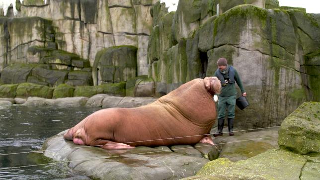 Walross und Pfleger im Zoo