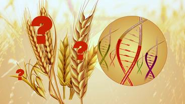 Grafik: Fragezeichen auf Getreide und DNA