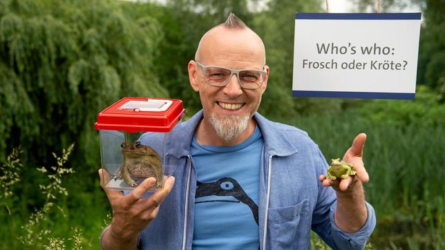 Bereit für etwas Angeberwissen für den nächsten Spaziergang am See oder Teich? Hier kommt die Antwort auf die alte Frage: Was quakt da, ein Frosch oder eine Kröte? Thomas D verrät es, bei „Wissen vor acht – Natur“.