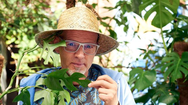 Das Fensterblatt wächst als wahre Trendpflanze gerade auf Mid-Century-Möbeln, T-Shirts, Bikinis und Taschen. Was es mit den seltsamen Blatteinschnitten des Fensterblattes auf sich hat, erzählt uns Thomas D bei Wissen vor acht - Natur.