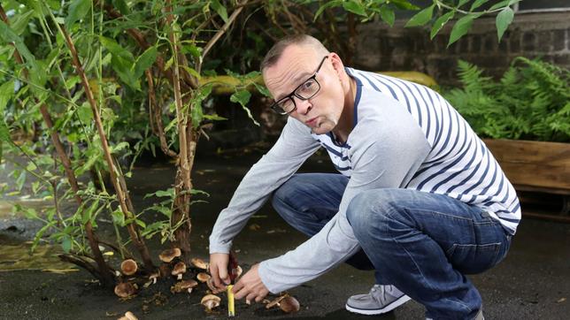 Der Pollenflug ist nicht nur für das Überleben der Pflanzen essentiell. Auch Pilze verbreiten ihre Sporen durch die Lüfte. Wie sie das im windstillen Wald schaffen - Thomas D klärt auf, bei "Wissen vor acht - Natur".