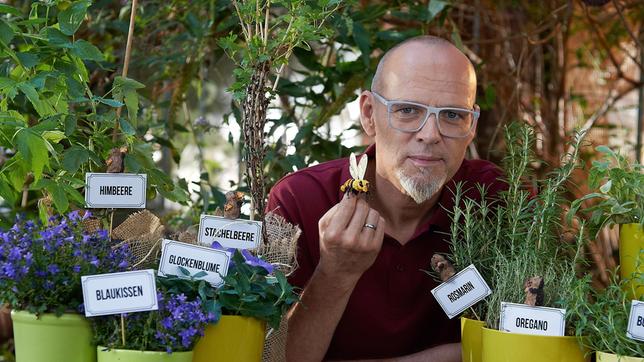 Die rostrote Mauerbiene ist Insekt des Jahres 2019 und ist damit Botschafterin für die bedrohten Wildbienenarten. Denn gerade auch Wildbienen sind mit ihrer Bestäubungsleistung für unsere Nahrungsmittelproduktion äußerst wichtig. Thomas D verrät bei Wissen vor acht - Natur, was wir alle für ihren Schutz tun können.