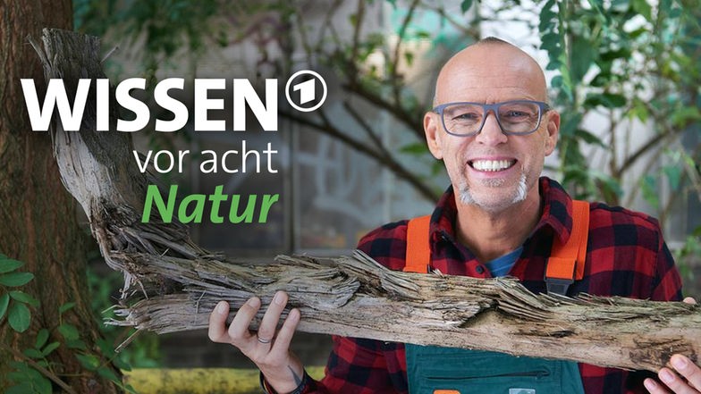 Wissen Vor Acht Wissen Vor Acht