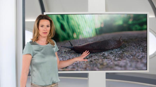 Bild: ARD/Michael Boehme Anja Reschke im Studio