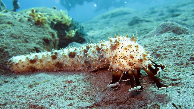 Eine gestrichelte Seegurke am Meeresboden.
