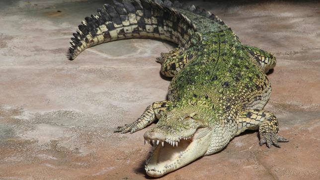 Bild: SWR/Christian Neumann Auf die Reptilienpfleger in der Wilhelma wartet eine gefährliche Aktion: ausgewachsene Leisten-Krokodile sollen nach Belgien gebracht werden. Freiwillig schlüpfen die nicht in ihre Transportkisten.