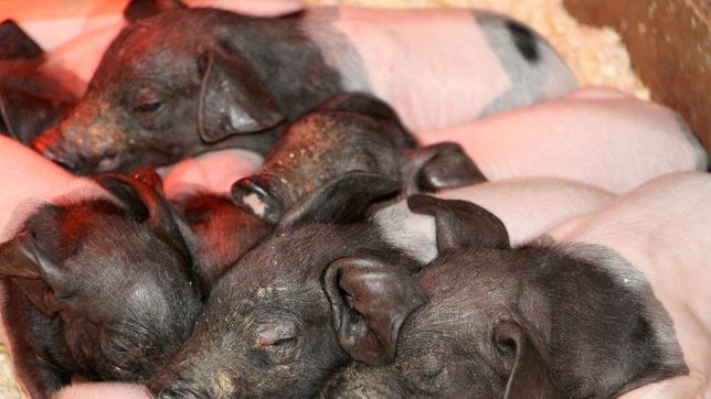 Ferkelzeit auf dem Schaubauernhof der Wilhelma. Die Schwäbisch-Hällische Sau Lucy hat viele kleine Ferkelchen geboren.