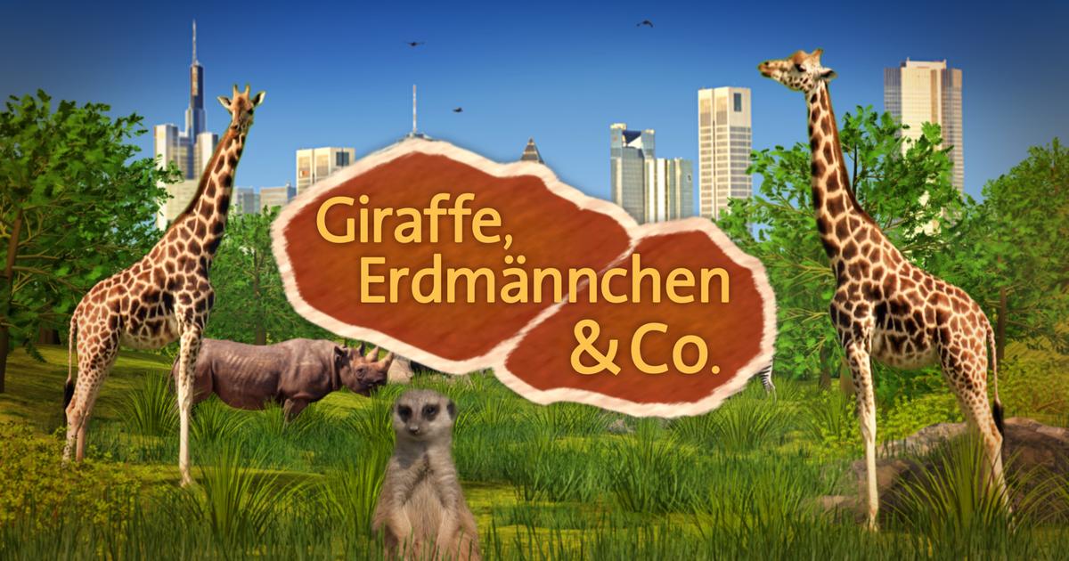 Giraffe Erdmännchen Giraffe Erdmännchen
