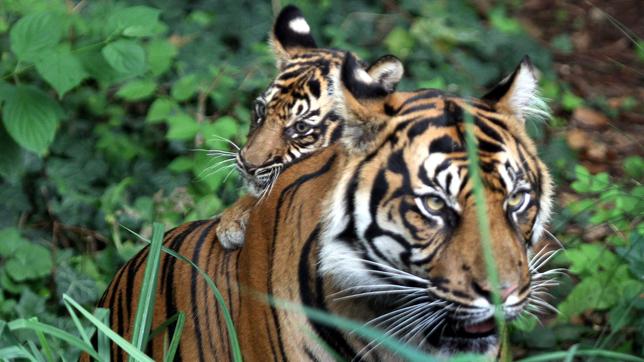 Bild: dpa Tigerweibchen Malea