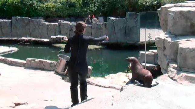 Die Seebären im Frankfurter Zoo dürfen wieder in ihr sauberes Becken.