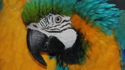 Farbenprächtig: ein Papagei