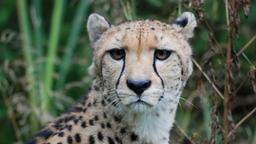 Gepard