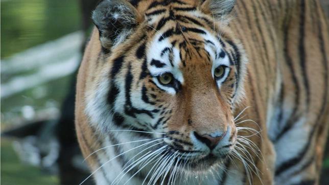 Bild: BR/Jens-Uwe Heins Tiger