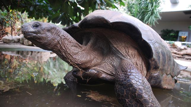 Seychellen-Schildkröte 