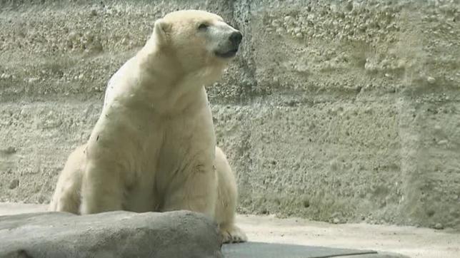 Bild: BR Eisbär