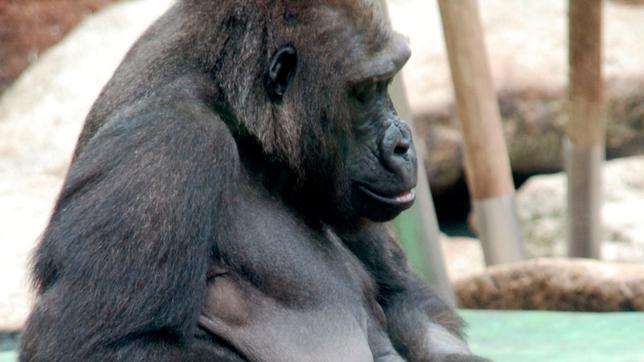 Bild: Felix Heidinger/Jens-Uwe Heins Gorilla