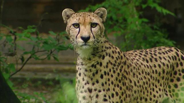 Bild: ARD Leopard