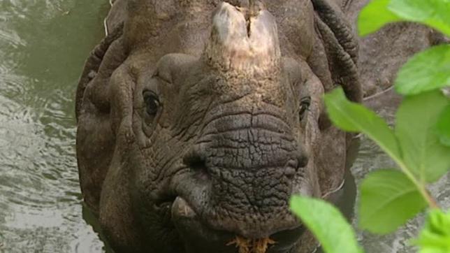 Bild: BR Nashorn