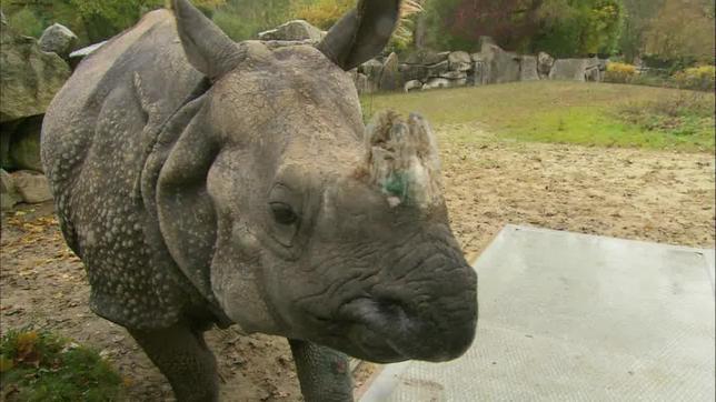 Bild: ARD Nashorn