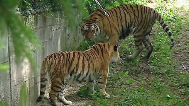 Bild: BR Tiger