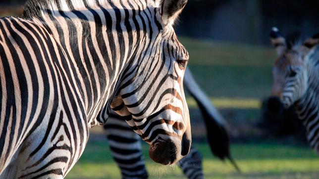 Bild: BR/Jens-Uwe Hei Zebra
