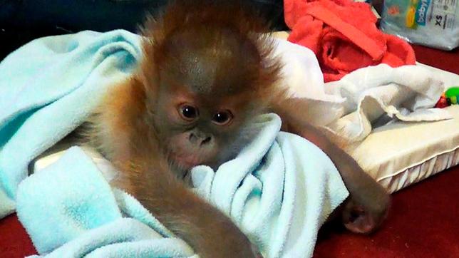 Bild: rbb/Dokfilm Orang-Utan Mädchen Rieke zieht vom Zoo Berlin nach England.