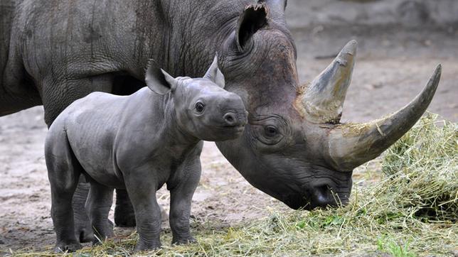Spitzmaulnashorn Mutter mit Kind Akili, Foto: Thomas Ernst