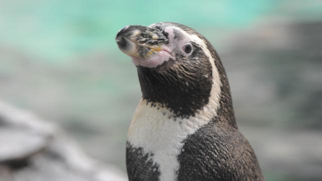 Der Humboldtpinguin "Nummer Eins"