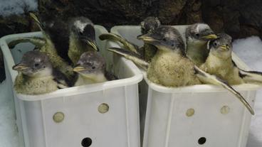 Bild: WDR Nachwuchs im "Planet Penguin"