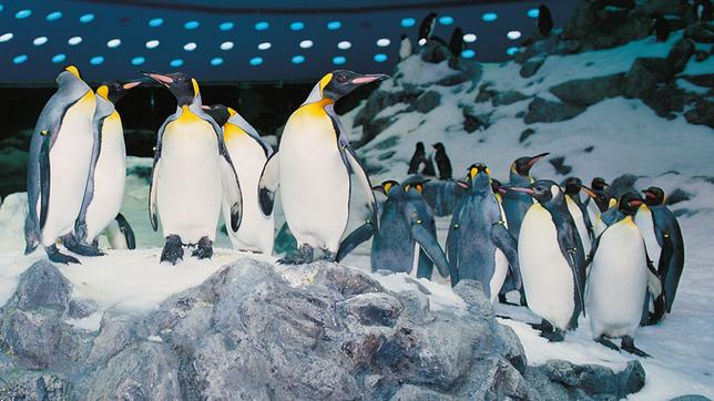 Die Bewohner des "Planet Penguin"