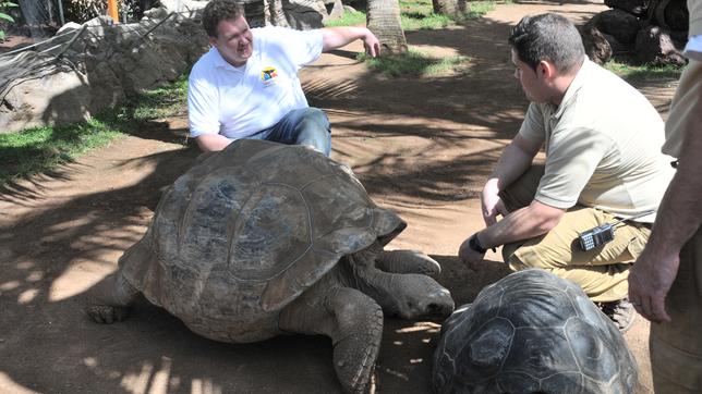 Die beiden Galápagos-Riesenschildkröten Tom und Tomasa