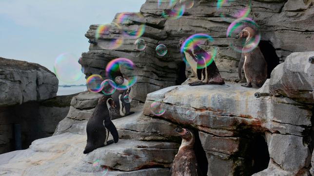 Seifenblasen fuer die Humboldtpinguine