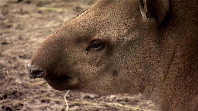 Tapir