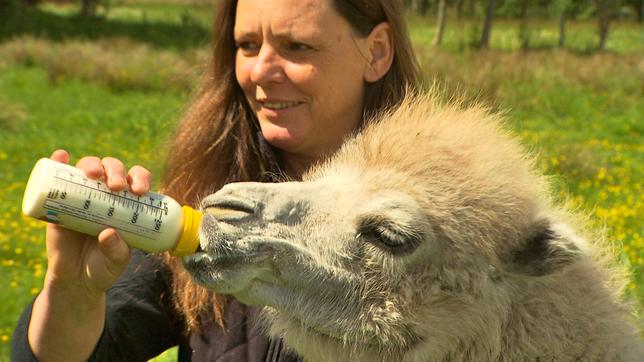Kameltrainerin Gabriele Heidicke füttert ein junges Kamel mit der Flasche.