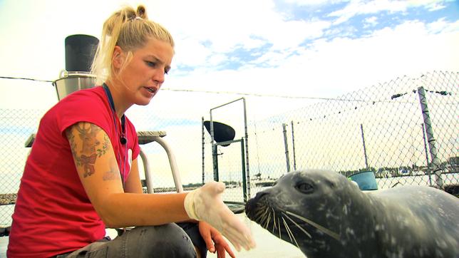 Die Biologin Jenny Ann Byl trainiert mit Robben
