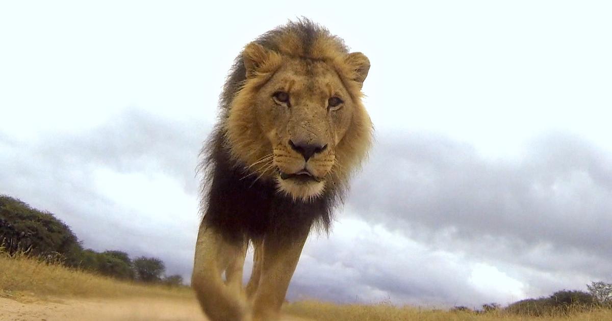 Dating-apps für tiere