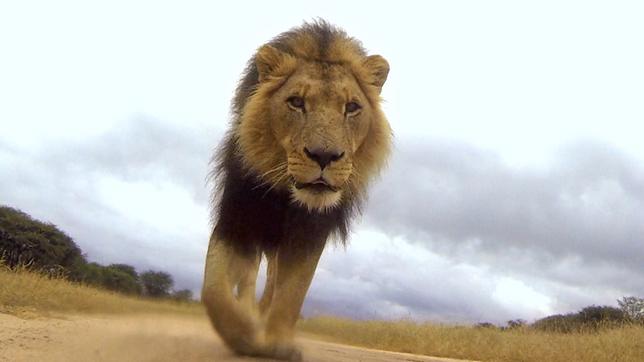 Löwe Zion genießt seinen Spaziergang.