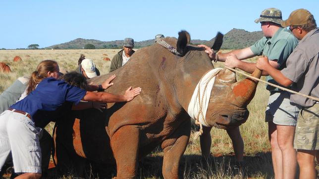 Bild: SWR/Max Stelzle Die Tierpfleger und ein Nashorn