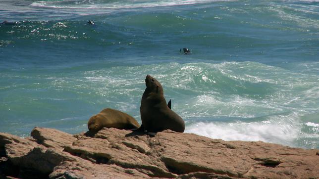 Eine Robbenkolonie in der Atlas Bay.