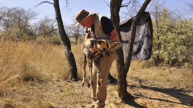 Dr. Wolfram Rietschel und ein Afrikanischer Wildhund
